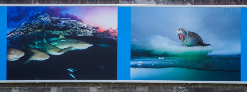 oye23_doku_ausstellung_david_doubilet_9102531