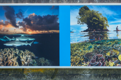 oye23_doku_ausstellung_david_doubilet_9102515