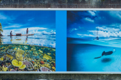 oye23_doku_ausstellung_david_doubilet_9102519