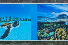 oye23_doku_ausstellung_david_doubilet_9102521