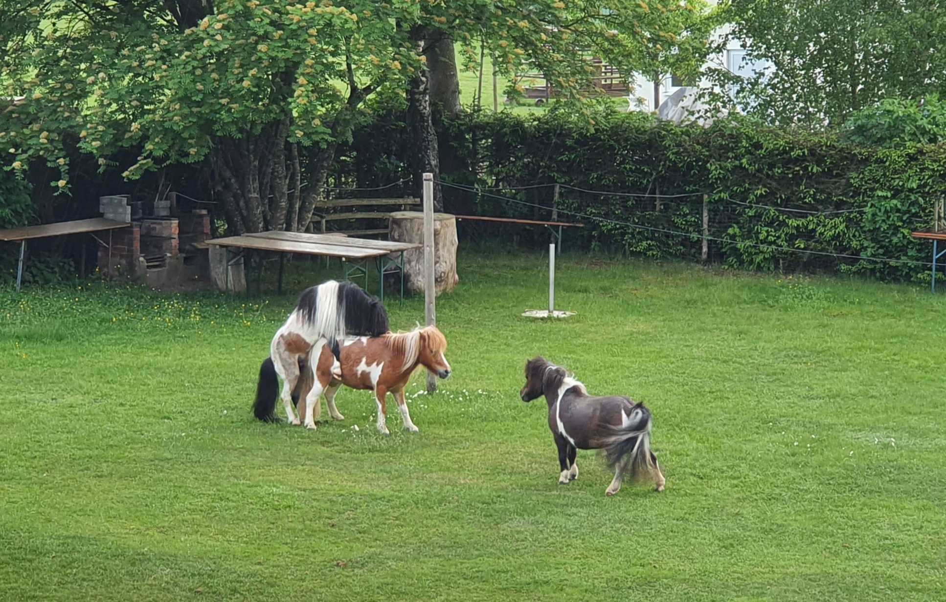 Von Bocken und Poppen