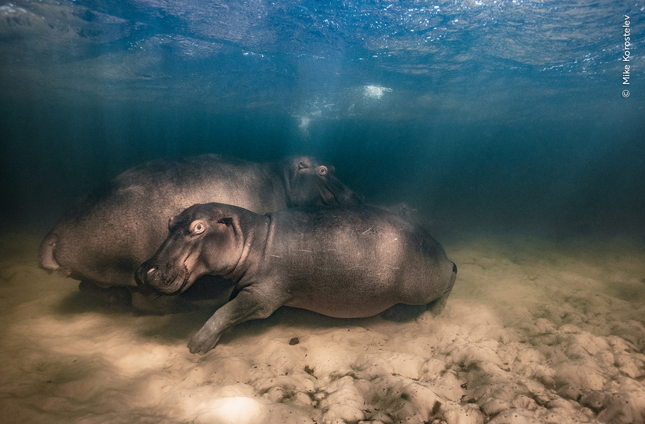 © Mike Korostelev, Wildlife Photographer of the Year