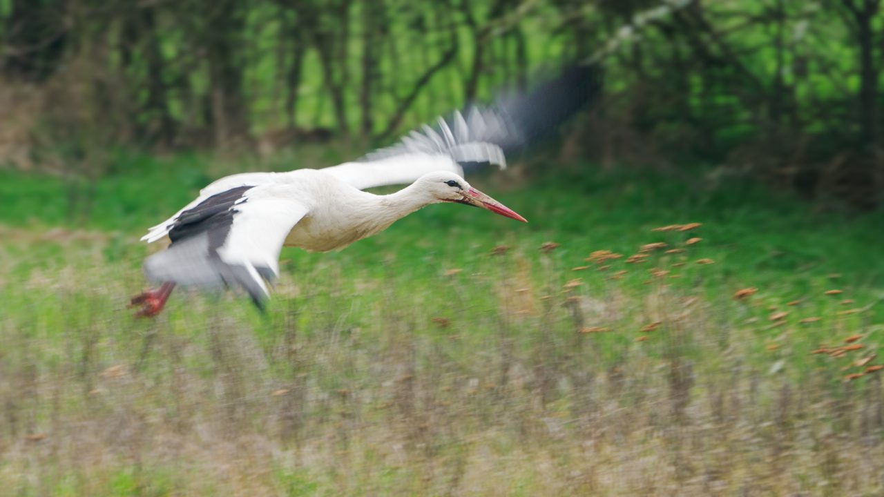 Thomas: Ein Storch im Landeanflug auf ein Wiese. Fotografiert durch Mitziehen der Kamera.