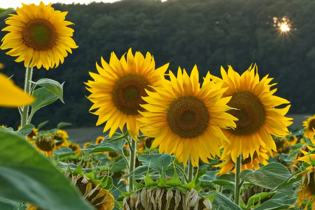 Andreas Blomeyer: Sonnenblumenfeld mit Blendenstern