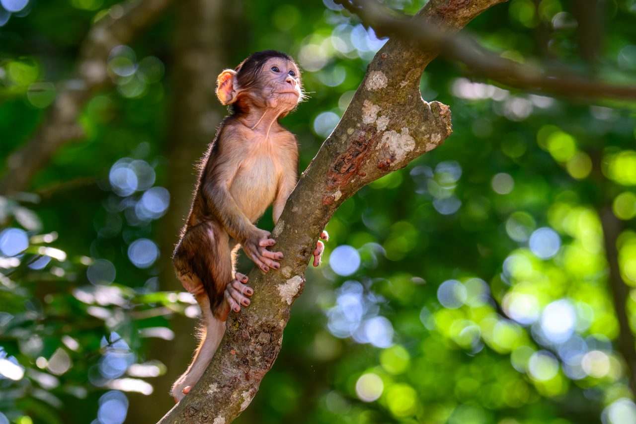 Jürgen Baur: Neugieriger Affe im Wald