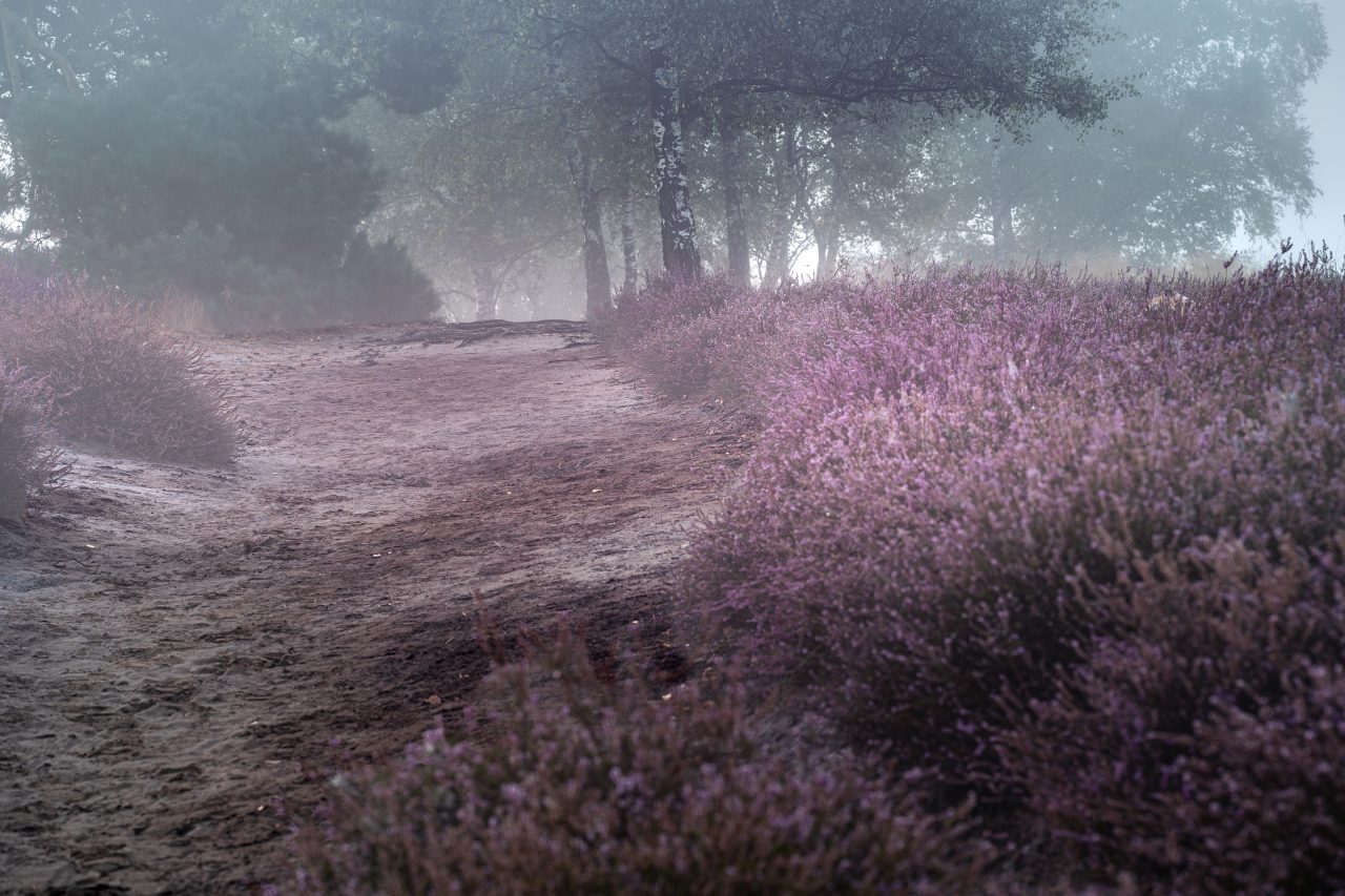 Andreas Kuhnel: Westruper Heide