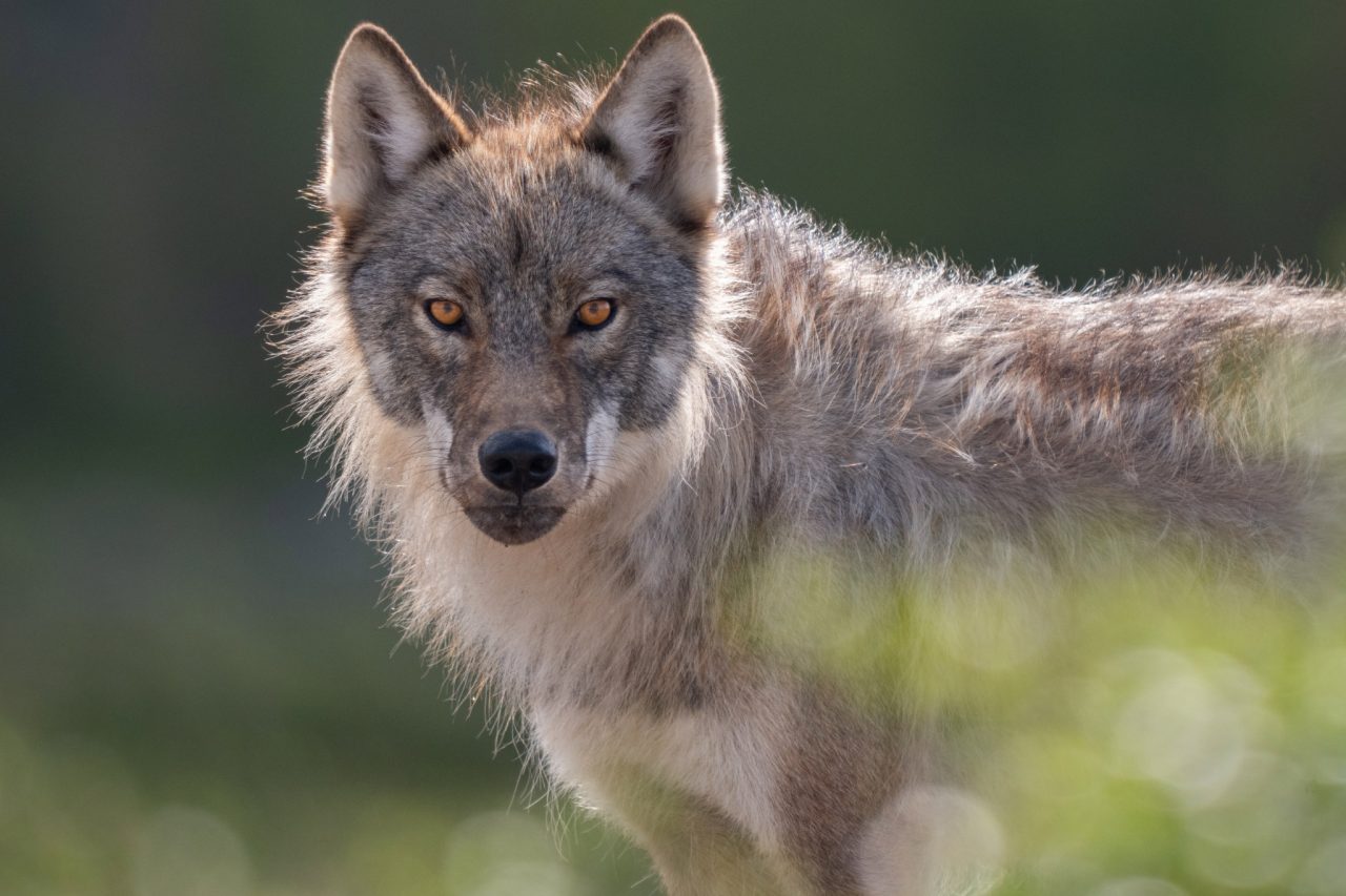 FPC461 - Im Gespräch mit Kameramann und Fotograf Aaron Moser auf dem Fotogipfel in Oberstdorf 9 Fotopodcast Aaron Moser 06