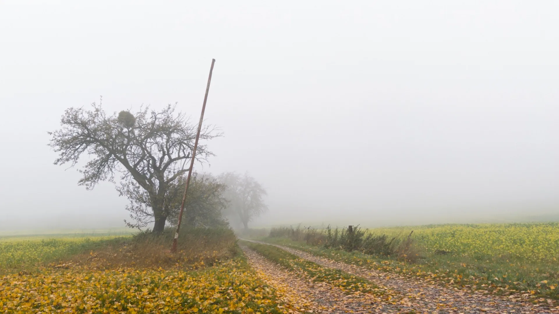 fpc462 4Wochen thomas nebel am batzenhof