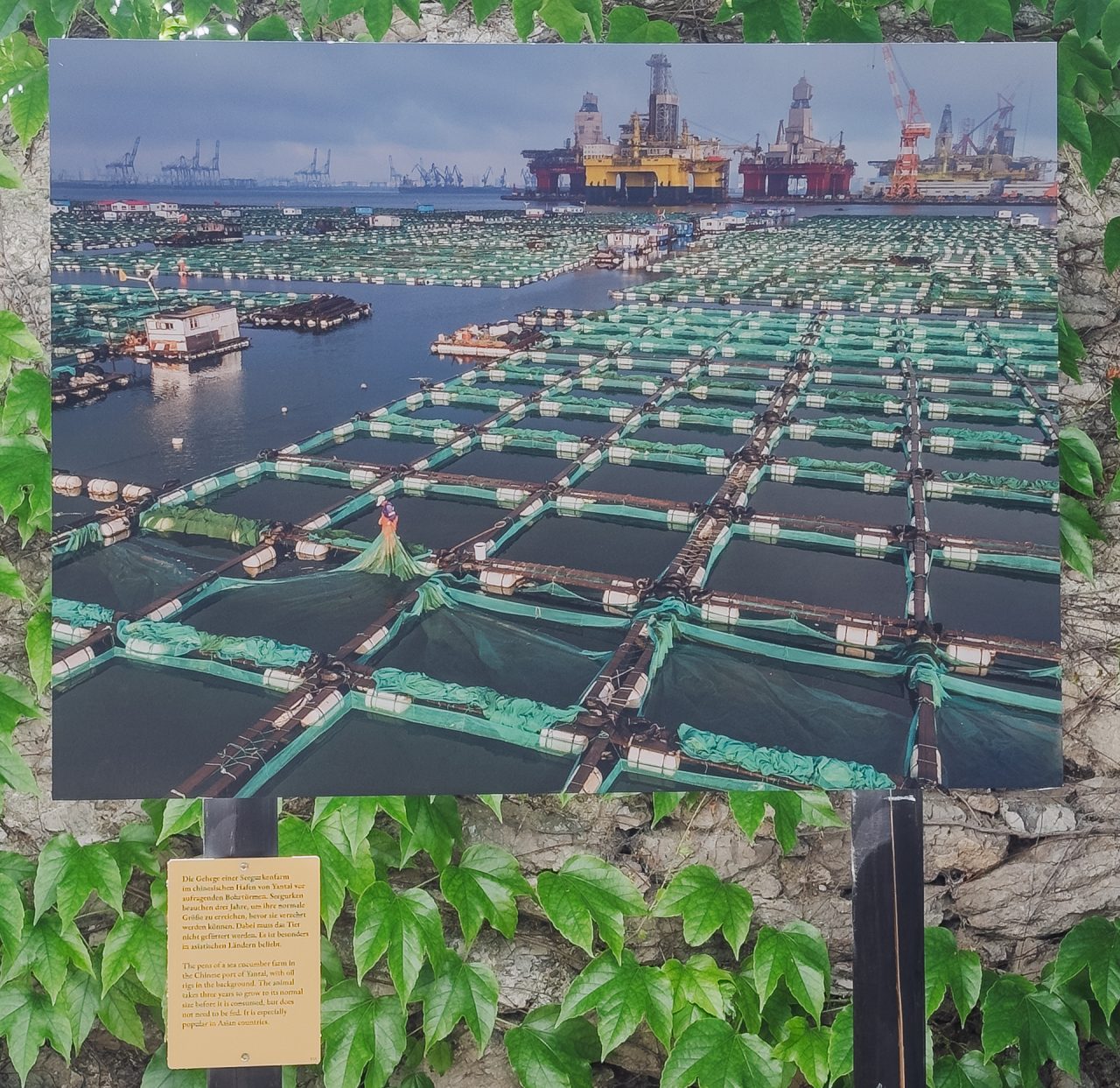 gsteinmetz baden25 033 682