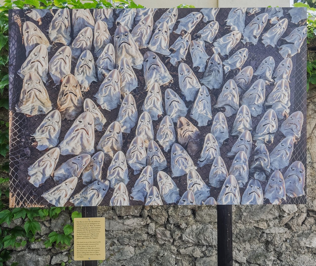 gsteinmetz baden25 034 683