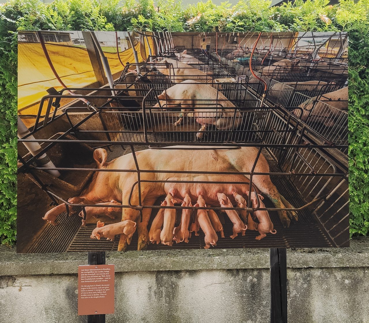 gsteinmetz baden25 039 693