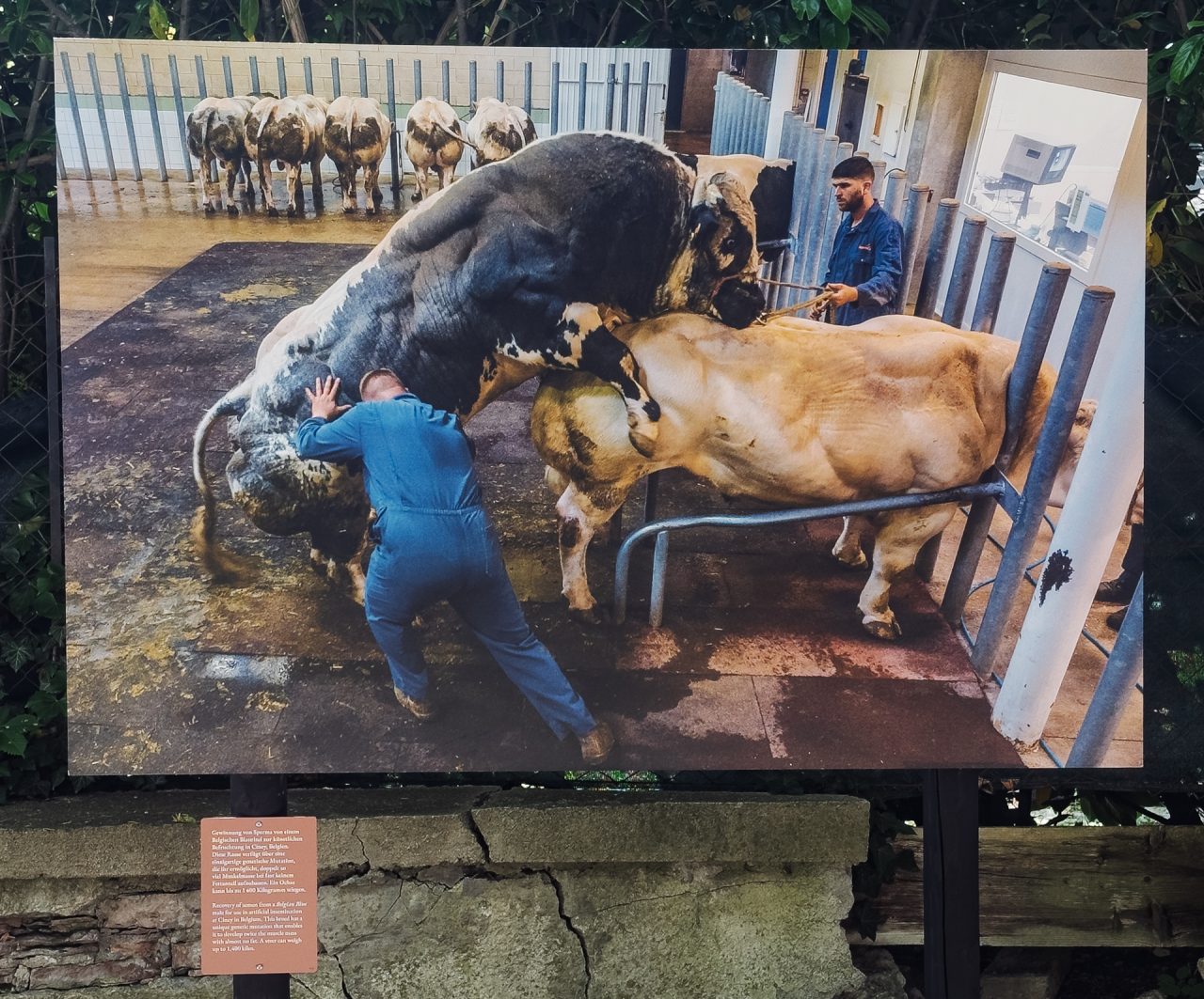 gsteinmetz baden25 046 705