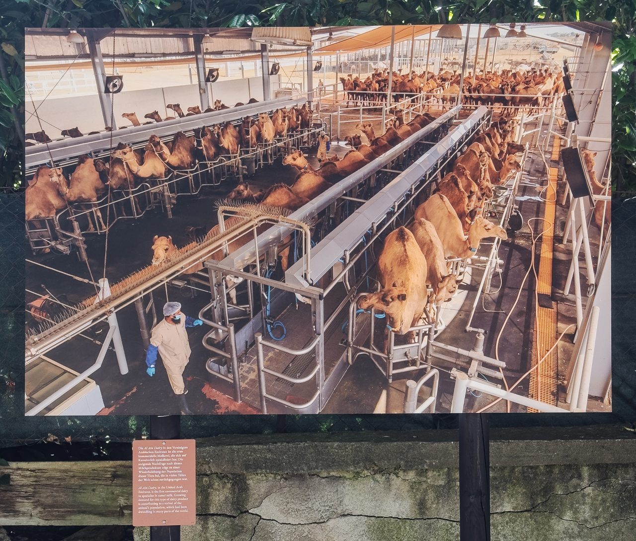 gsteinmetz baden25 047 706