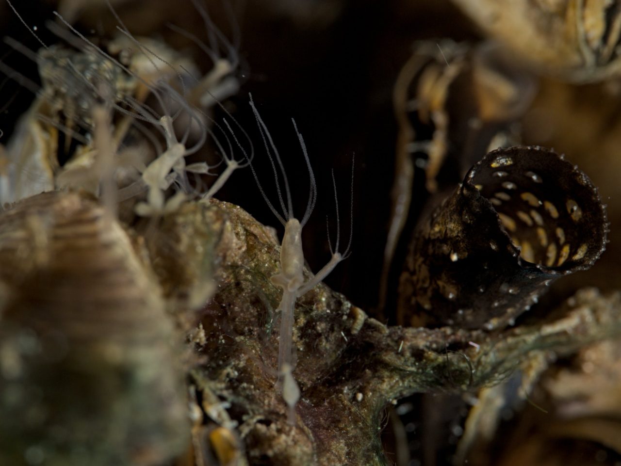 FPC458 - Im goldenen Herbst zur Adobe Max, technischen Dingen und kostenlosen Angeboten 38 Fotopodcast FPC458 4Wochen EikDeistung Suwasserpolyp