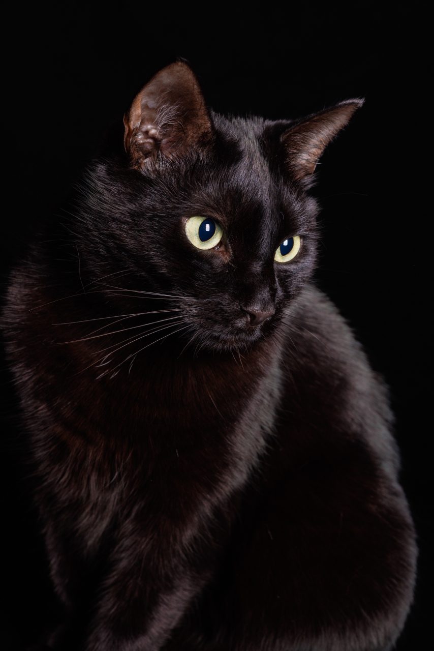 FPC467 - Unausgesprochene Zweideutigkeien im neuen Jahr 10 Fotopodcast FPC467 4Wochen Joern Kater Willi