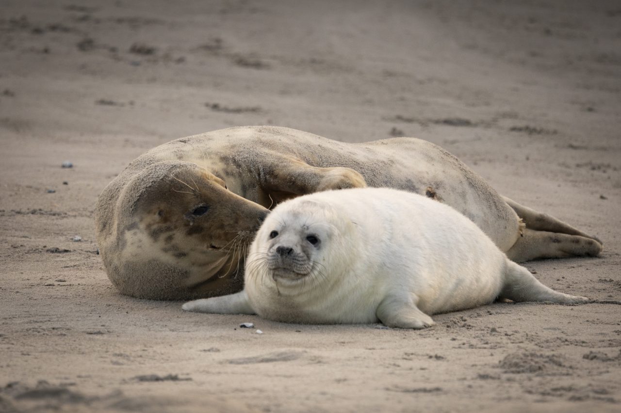 FPC467 - Unausgesprochene Zweideutigkeien im neuen Jahr 13 Fotopodcast FPC467 4Wochen SabrinaPeter Kegelrobben