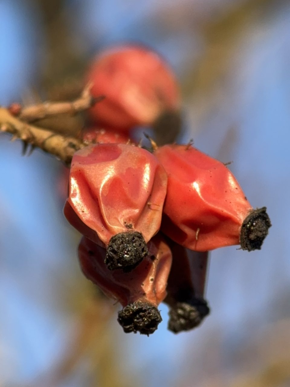 FPC471 4Wochen Michaela Hangengeblieben