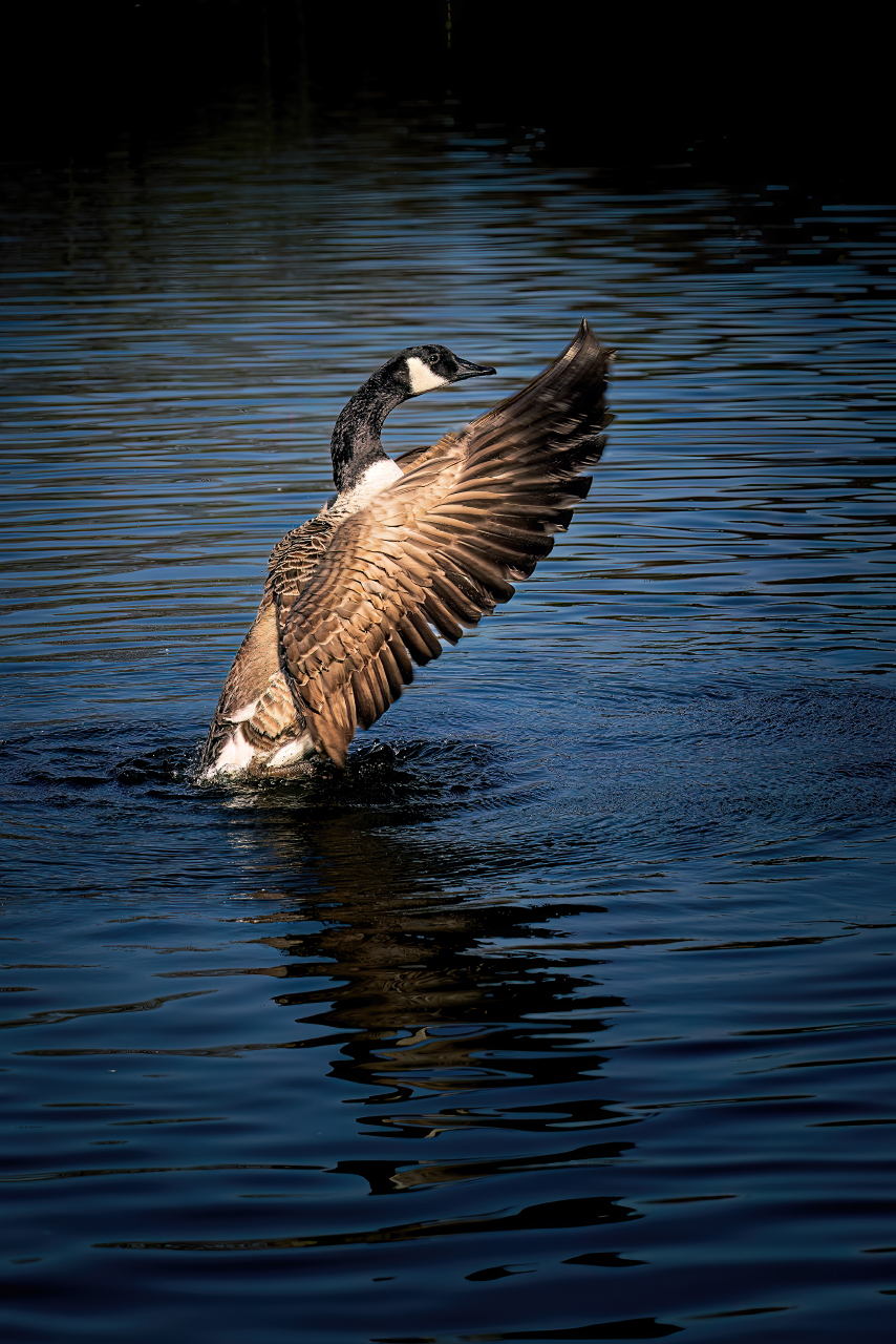 FPC480 - Farben in die Vergangenheit, Madrid offenblendig und jede Menge Community hier wie da 46 Fotopodcast FPC480 4Wochen LarsKuse Kanadagans