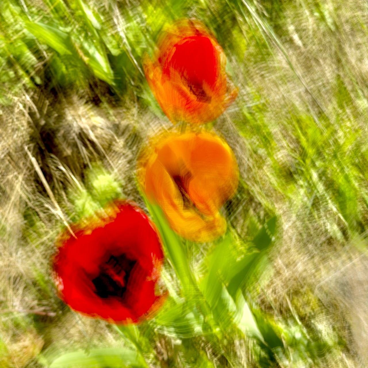 FPC483 4Wochen Thomas 50shades of blossoms I