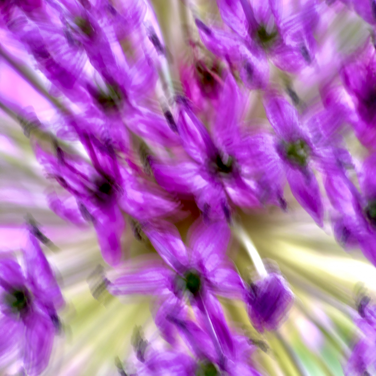 FPC483 4Wochen Thomas 50shades of blossoms II
