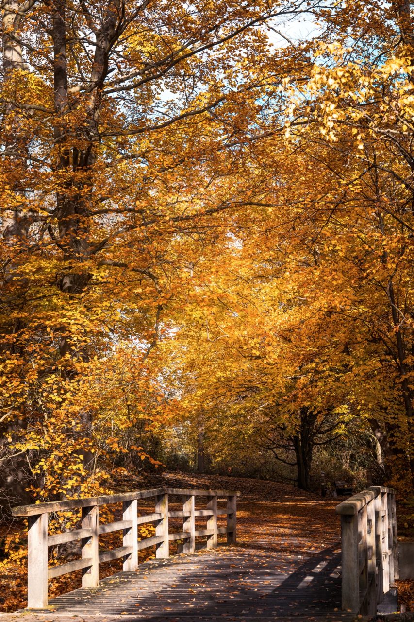 FPC XXX 4Wochen AndreasKuhnel GoldenerHerbst