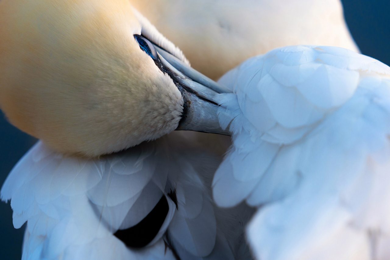 TANNIR Fotopodcast 1