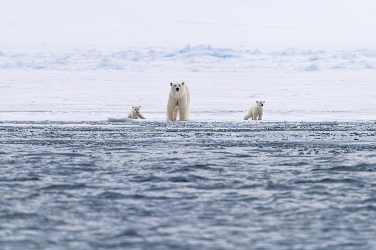 TANNIR Fotopodcast 3