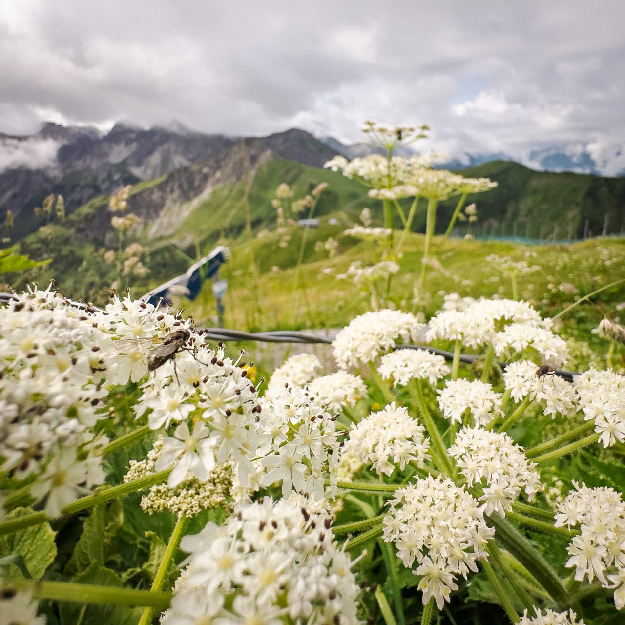 Ausbeute aus dem Workshop Naturfotografie Fellhorn/Schappoldsee
