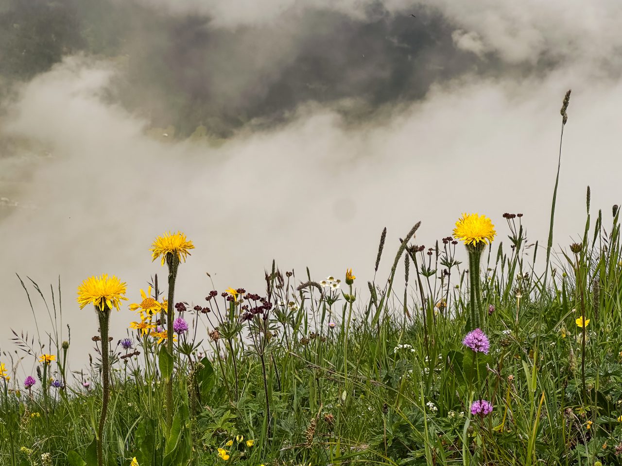 Ausbeute aus dem Workshop Naturfotografie Fellhorn/Schappoldsee