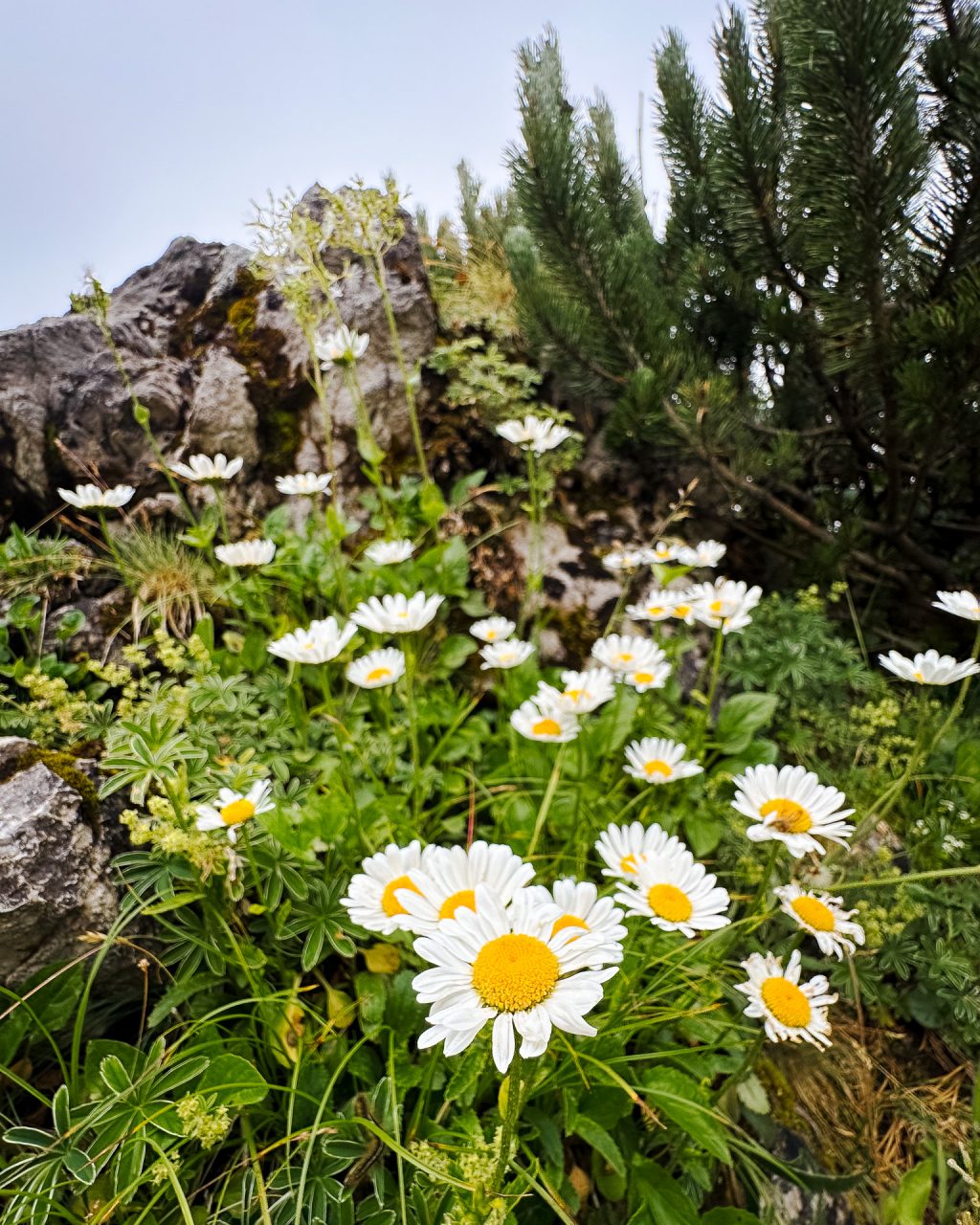Ausbeute aus dem Workshop Naturfotografie Fellhorn/Schappoldsee