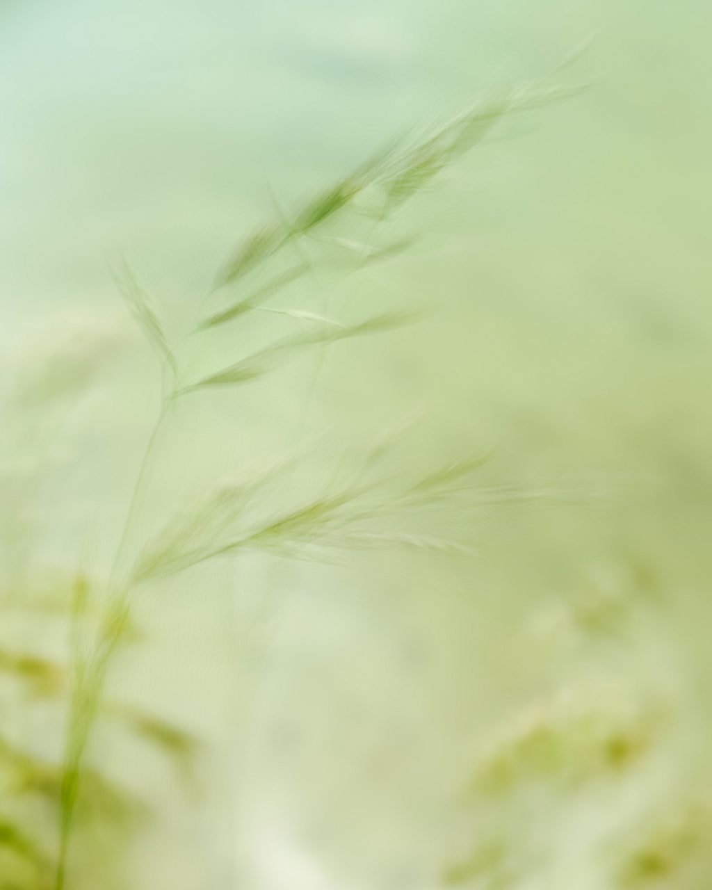 Ausbeute aus dem Workshop Naturfotografie Fellhorn/Schappoldsee