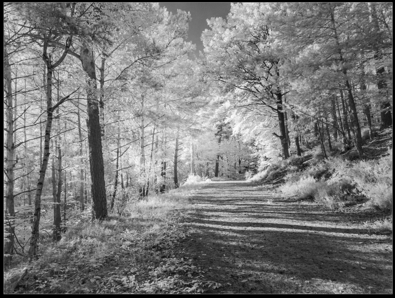 FPC458 - Im goldenen Herbst zur Adobe Max, technischen Dingen und kostenlosen Angeboten 28 Fotopodcast fpc458 4Wochen thomas infraroter pfalzer wald