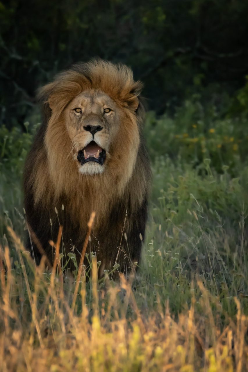 FPC467 - Unausgesprochene Zweideutigkeien im neuen Jahr 7 Fotopodcast fpc467 4wochen dotmatchbox KingLeo