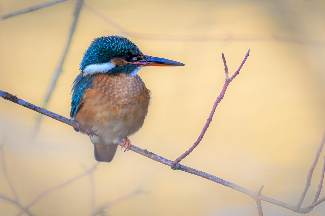 fpc471 4Wochen Jochen Kubik Eisvogel am Max Eyth See Stuttgart
