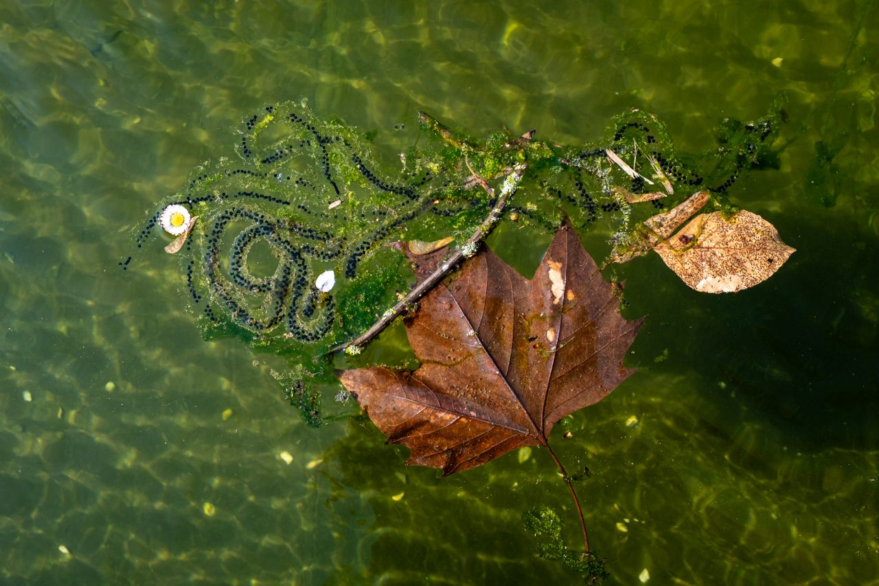 FPC480 - Farben in die Vergangenheit, Madrid offenblendig und jede Menge Community hier wie da 36 Fotopodcast fpc480 4Wochen Ulrike Molchlaichkunst