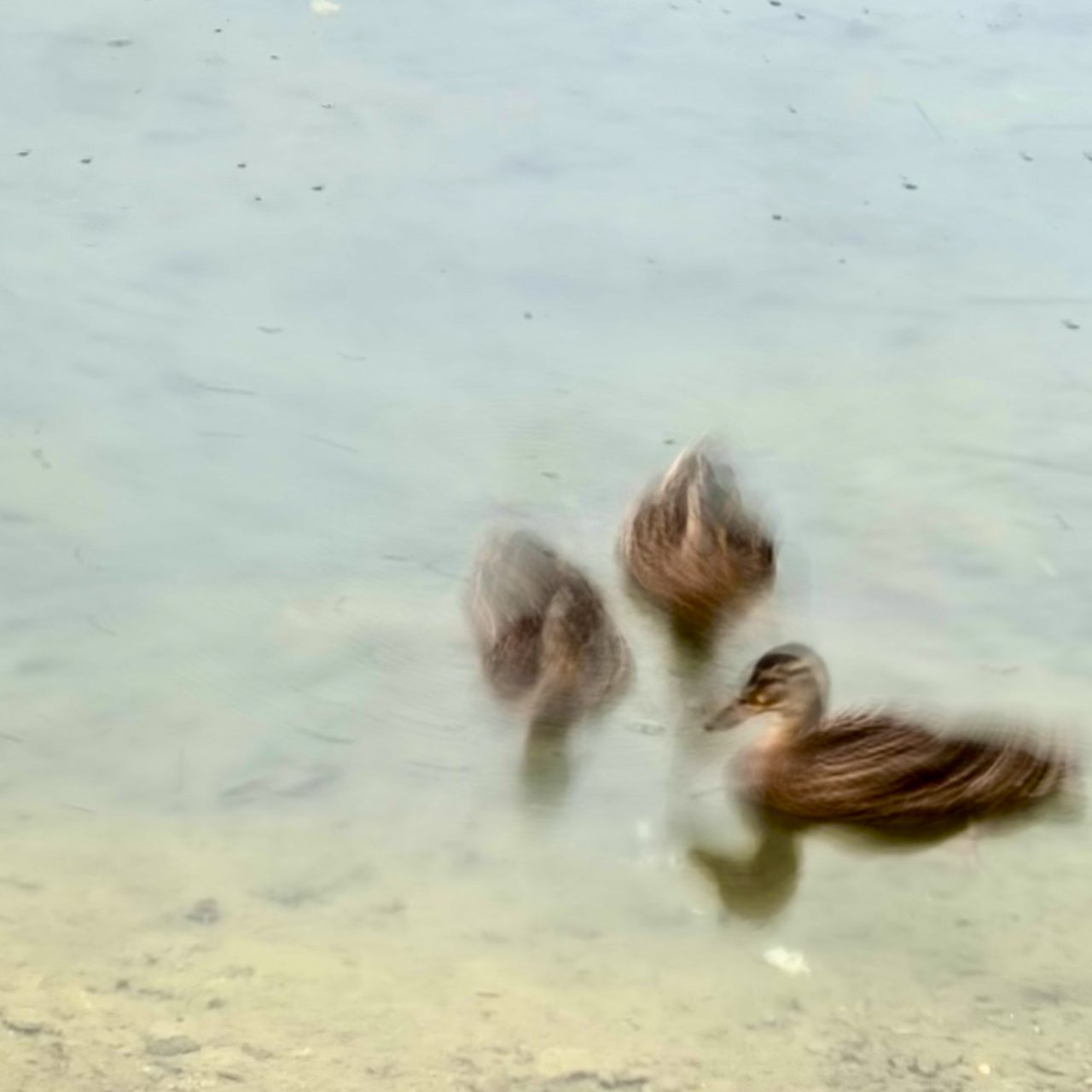 Ausbeute aus dem Workshop Naturfotografie Fellhorn/Schappoldsee